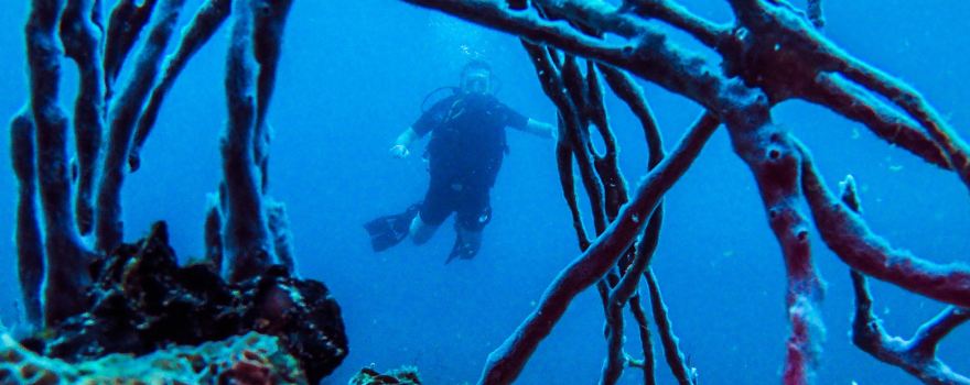Bocas Dive Center
