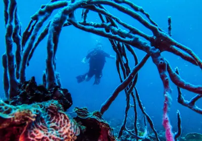 Bocas del Toro