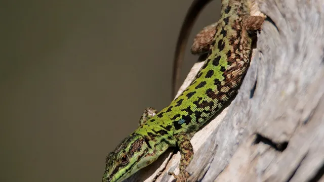 鱷魚灣