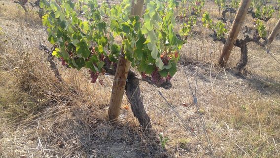 Roussillon