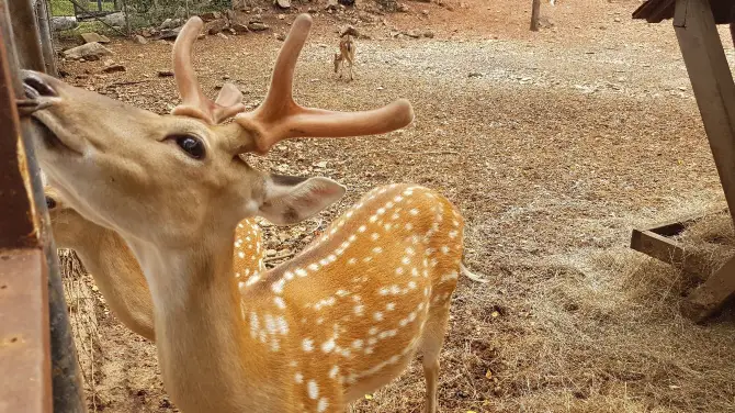 สวนสัตว์ โบนันซ่าเอ็กโซติก ซู