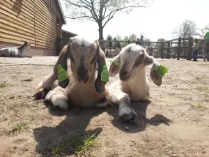 Kinderboerderij De Elzenhoek