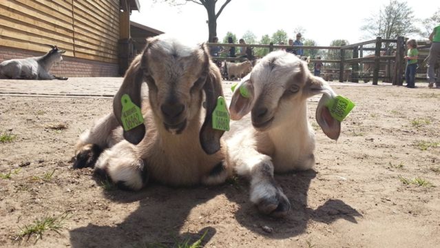 Kinderboerderij De Elzenhoek