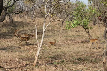 Ngaoundere