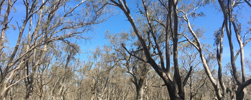 newlands nature walk