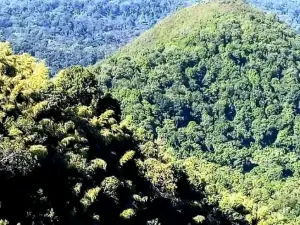 Jibat Forest