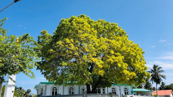 Dhevvadhoo
