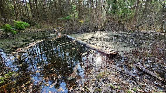 Заповедник Уорик Форест