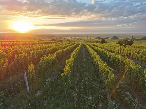 Weingut Triebaumer