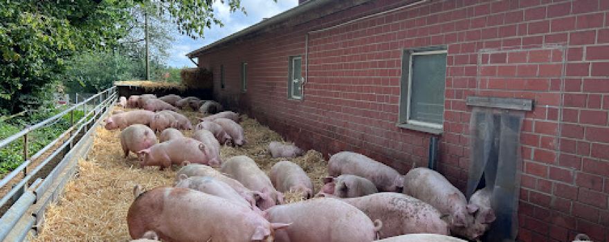 Aktivstall für Schweine - Gabriele Mörixmann