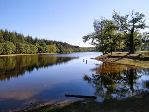 Étang du Merle