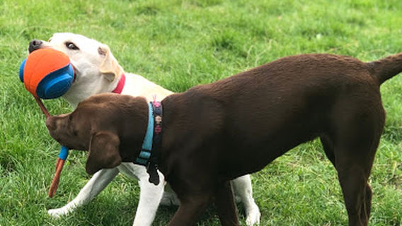 A Dogs Biz Recreation and Wellbeing Centre Ltd