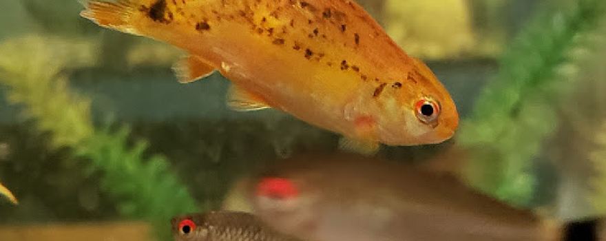 Valley Aquatics and Reptile Rescue