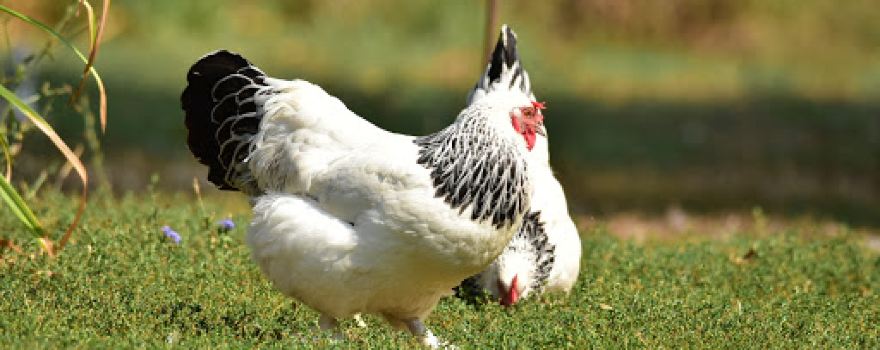 Jambo Straussenfarm