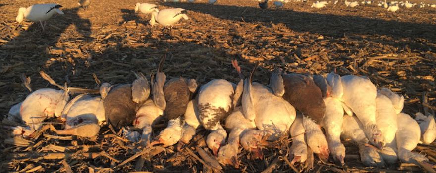 Prairie Tornado Outfitters LLC