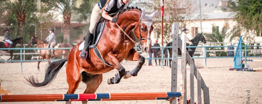 Al Maha Stable