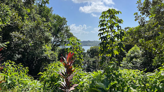 Jungle Eco Reserve