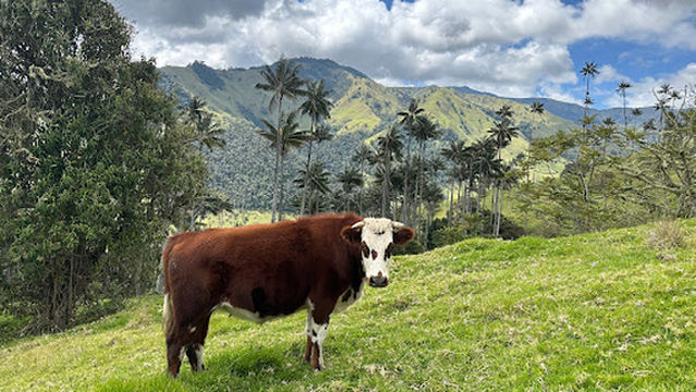 MOUNTAIN RANGE UTV salento