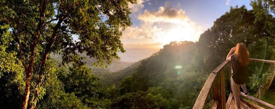 Morne Tabac Rain Forest Trail & Parrot Sanctuary