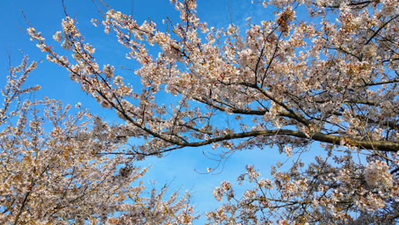 米子市弓浜コミュニティ広場