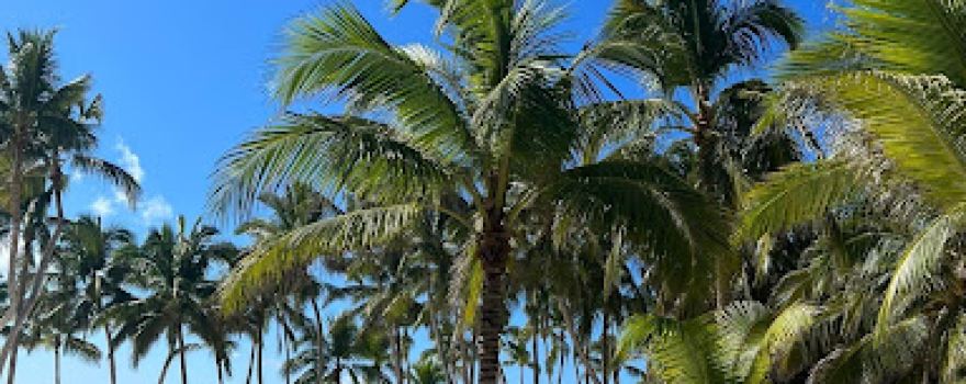 Isla Saona Bayahibe La Romana - Saona Island Tours