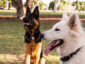 Edna Medley Park (Sunset Dog Park)