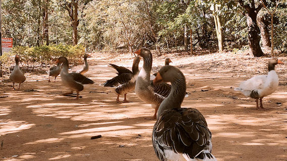 Parque Ecológico Prof. Hermógenes de Freitas Leitão
