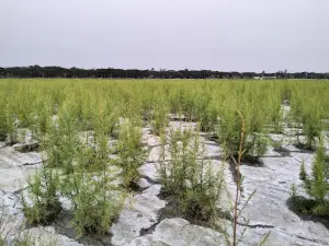 Sea View Picnic Spot | সি ভিউ পিকনিক স্পট