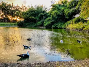 Yarico Pond/ Duck Pond/Farm