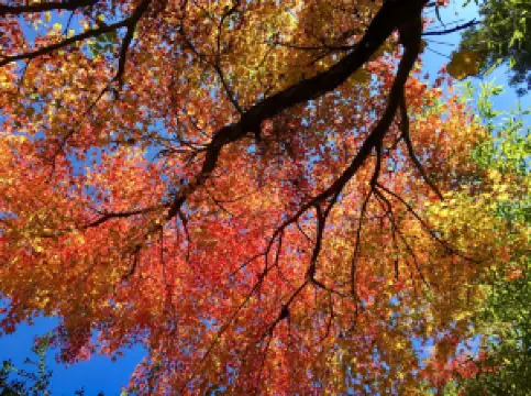 ปราสาทอากิซึกิ