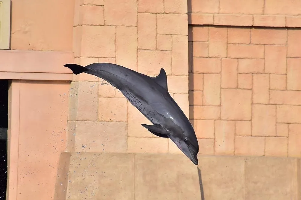 5_杜拜亞特蘭蒂斯海獅角