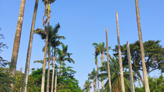 Legon Botanical Gardens Ghana..