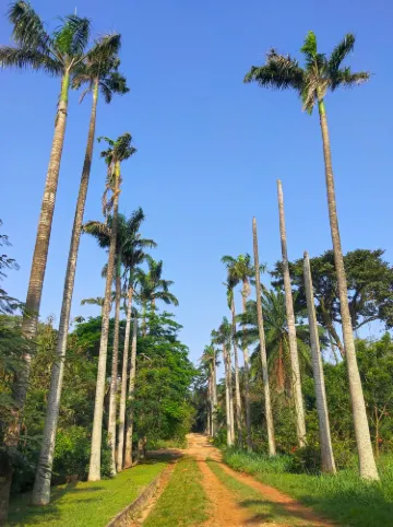 Legon Botanical Gardens Ghana..
