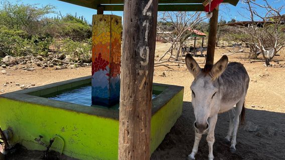Donkey Sanctuary Aruba