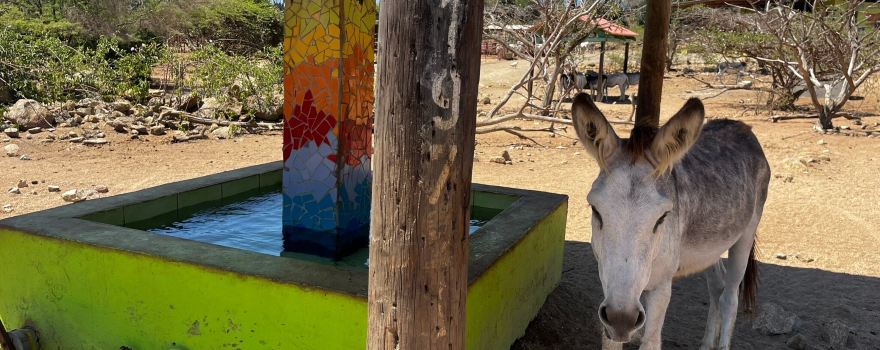 Donkey Sanctuary Aruba