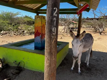 Donkey Sanctuary Aruba