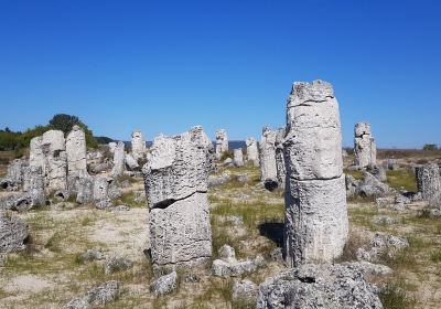 Stone Forest