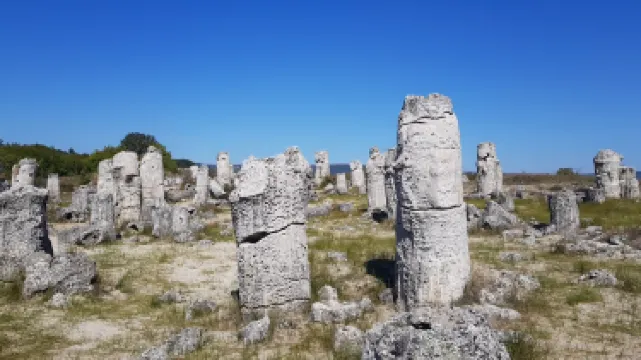 Stone Forest
