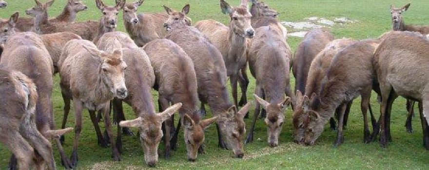 Norwegian Deer Centre