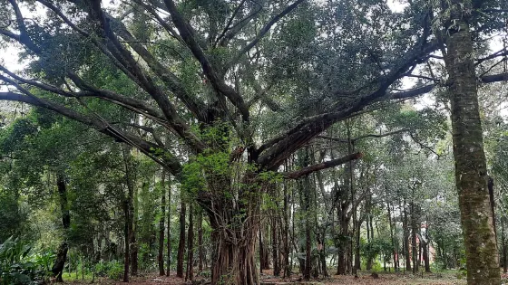 Municipal Botanical Garden of Santos