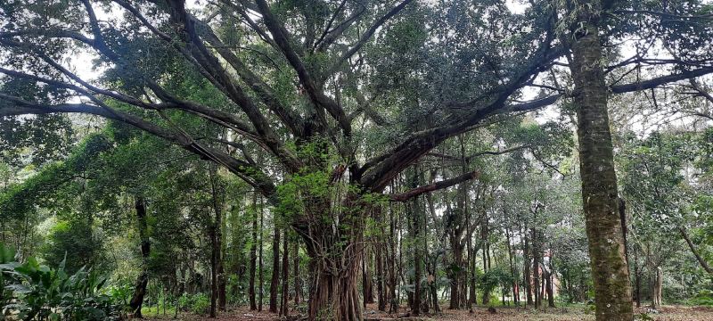 Municipal Botanical Garden of Santos