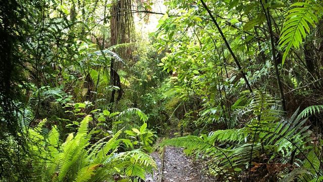 Mitchells Gully Gold Mine
