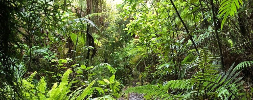 Mitchells Gully Gold Mine