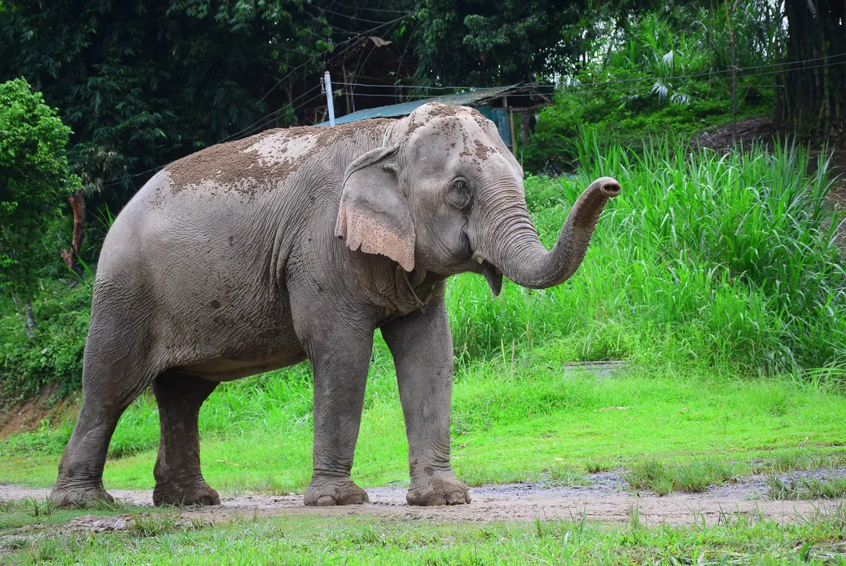 5_大象修養公園
