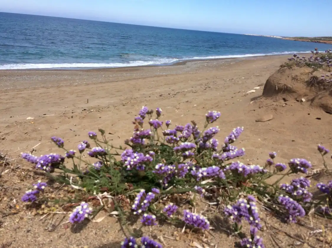 Hotels near Toxeftra Beach