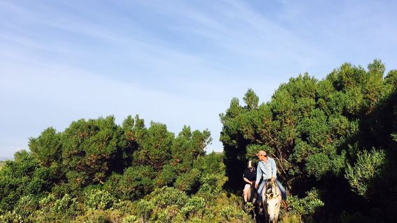 FeatherFoot Horses