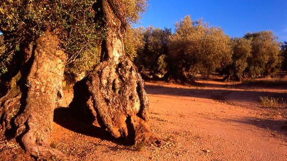 Oficina Municipal de Turisme d’Ulldecona