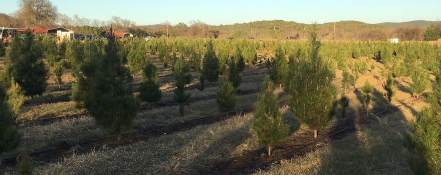 Pipe Creek Tree Farm & Pumpkin Patch