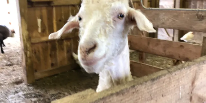 Graystone Ridge Alpacas