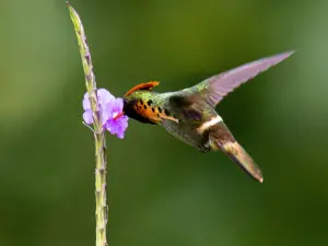 Bajnath's Estate Hummingbird Sanctuary